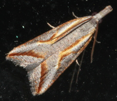 Arotrophora arcuatalis