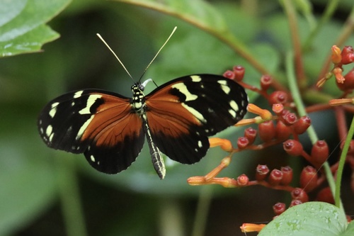 Ismenius tiger