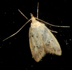 Atheropla decaspila