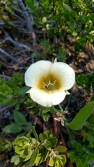 Calochortus subalpinus