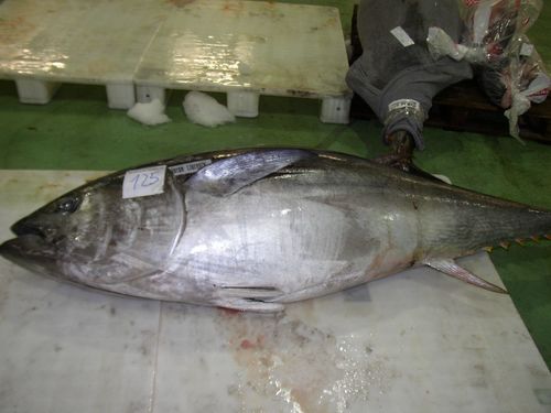 Atlantic Bluefin Tuna