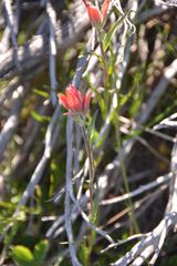 Castilleja elmeri