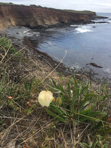 White fairy-lantern (Calochortus albus)
