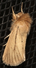 Bathytricha leonina