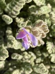 Polemonium elegans