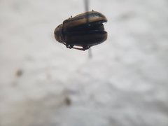 Trirhabda canadensis