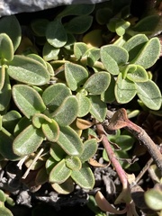 Penstemon davidsonii davidsonii