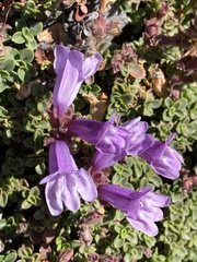 Penstemon davidsonii davidsonii