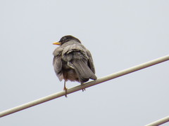 Turdus migratorius