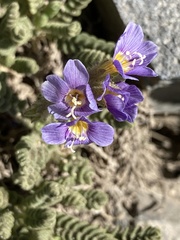 Polemonium elegans
