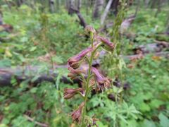 Delphinium sapellonis