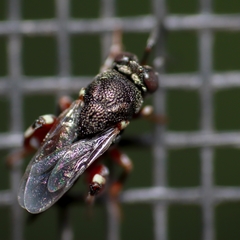 Brachymeria