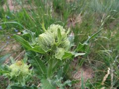 Cirsium parryi