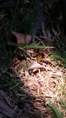 Polistes dominula