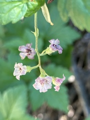 Ribes acerifolium