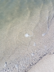 Chrysaora chesapeakei