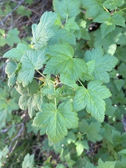 Ribes acerifolium
