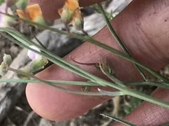 Lathyrus graminifolius