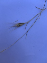 Brachypodium distachyon