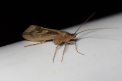 Platycentropus radiatus