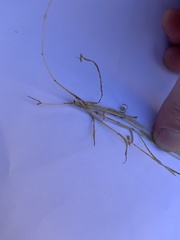 Brachypodium distachyon