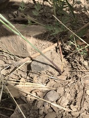 Lathyrus graminifolius