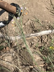 Lathyrus graminifolius