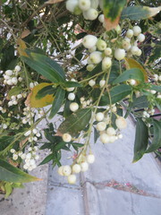 Cestrum