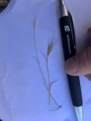 Brachypodium distachyon