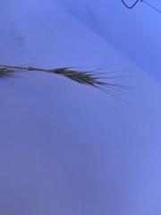 Brachypodium distachyon