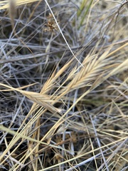 Brachypodium distachyon