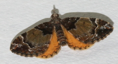 Chrysolarentia phaedra