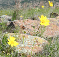 Coreopsis grandiflora