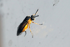 Athalia cordata