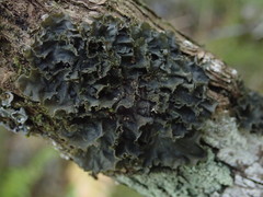 Leptogium oceanianum