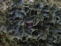 Leptogium oceanianum