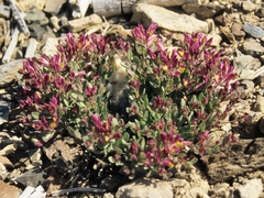 Rhinotropis subspinosa