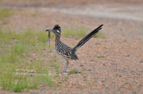Greater Roadrunner photographed in Nevada