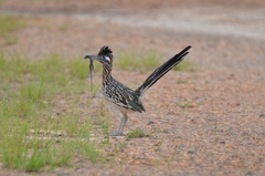 Greater Roadrunner photo 5