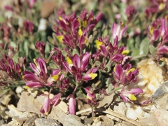 Rhinotropis subspinosa