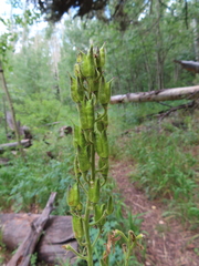 Delphinium sapellonis