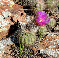 Echinocereus reichenbachii baileyi