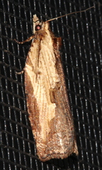 Cryptoptila immersana