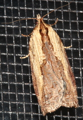 Cryptoptila immersana