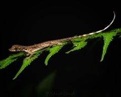 Anolis maculiventris