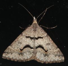 Dichromodes atrosignata