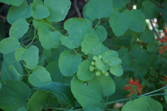 Smilax jamesii