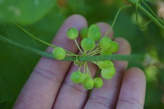 Smilax jamesii
