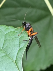 Pimpla pedalis