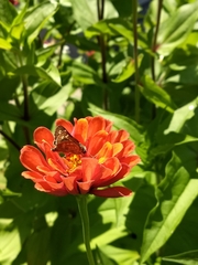 Polites themistocles